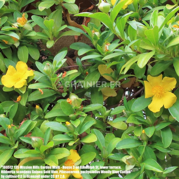 vigne de serpent, Fleur de Guinée grimpante, Hibbertia scandens image